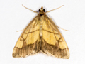 Evergestis limbata